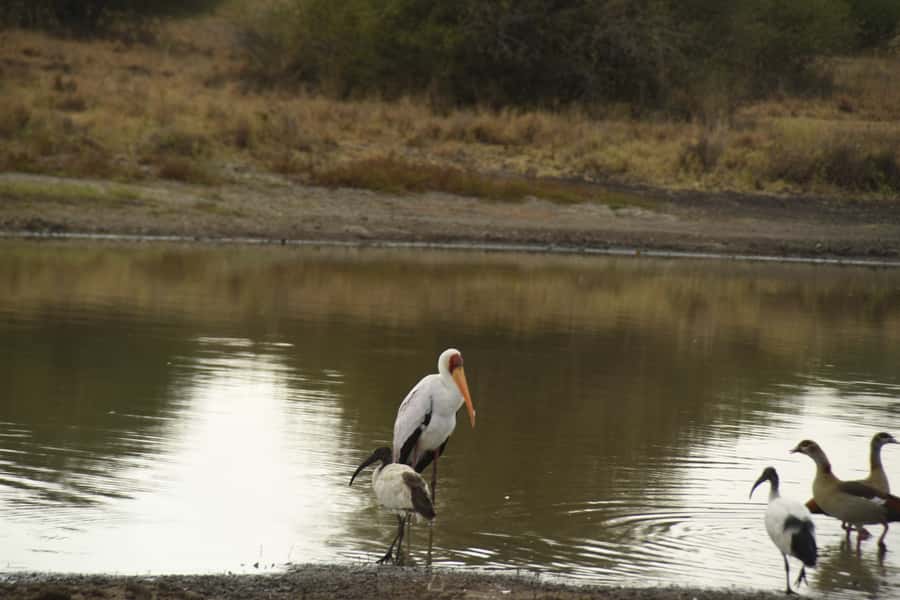 Nairobi National Park Full or Half-Day Tour with Guide - Giraffe Centre, Karen Blixen, and the cultural side of your safari day