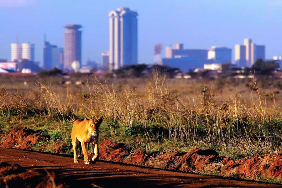 Nairobi National Park Full or Half-Day Tour with Guide - Afternoon game drive plus dinner and safari cat dance