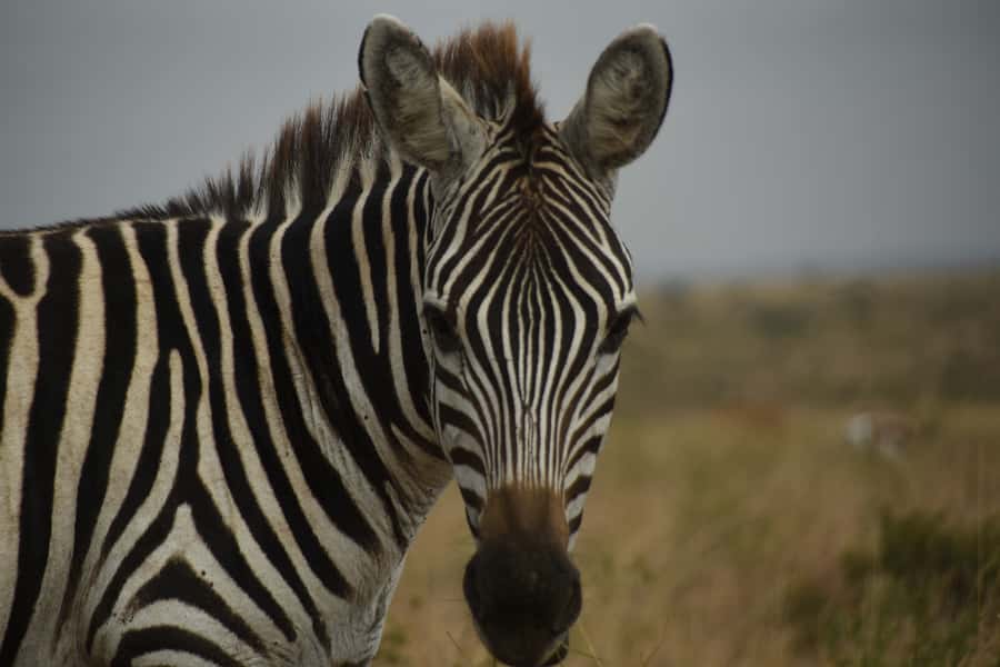 Nairobi National Park Full or Half-Day Tour with Guide - What to bring so the day stays easy