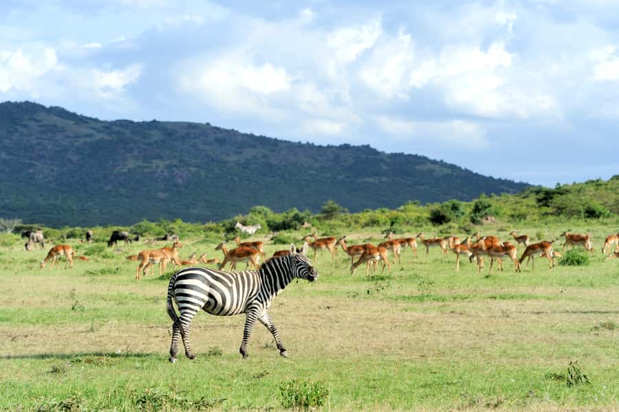 Nairobi National Park Full or Half-Day Tour with Guide - Choosing your slot, 6am, 10am, 1:30pm, or full-day with lunch and museums