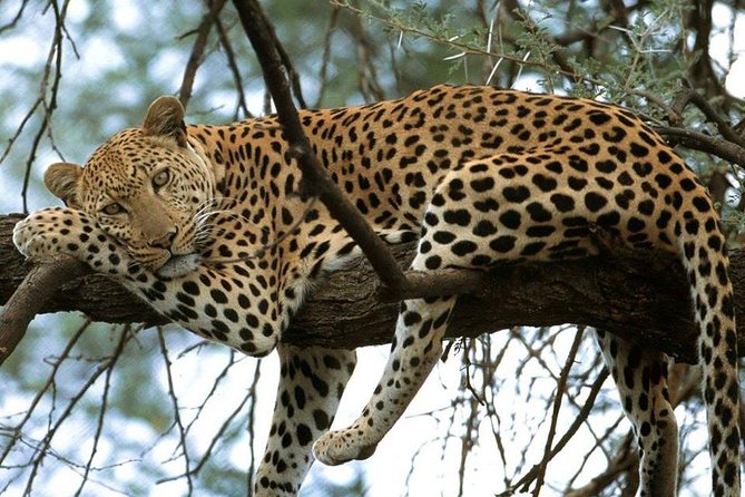 Nairobi National Park game drive. Free Airport pick / drop off. - Nairobi National Park, wildlife minutes from the capital