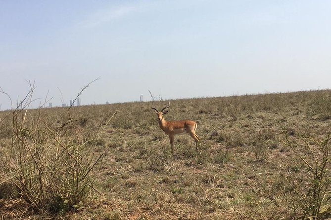 Nairobi National Park game drive. Free Airport pick / drop off. - Pickup and drop-off that makes Nairobi feel easy