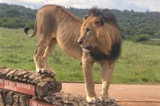 Nairobi National Park game drive. Free Airport pick / drop off. - What you are likely to see: lions, rhinos, hippos, and the Nairobi mix