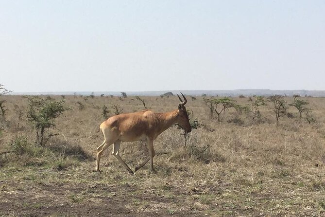 Nairobi National Park game drive. Free Airport pick / drop off. - Morning vs. afternoon departure, which one should you pick?