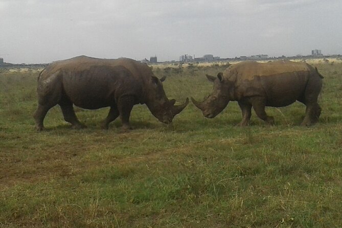 Nairobi National Park game drive. Free Airport pick / drop off. - The 4-hour game drive that fits real schedules