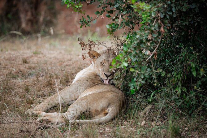 Nairobi National Park Game Drive - Shared Experience in Open Jeep - Morning, afternoon, or sunset: how to choose your best time