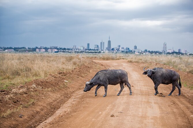 Nairobi National Park Game Drive - Shared Experience in Open Jeep - Nairobi National Park stop: what you’re actually looking for