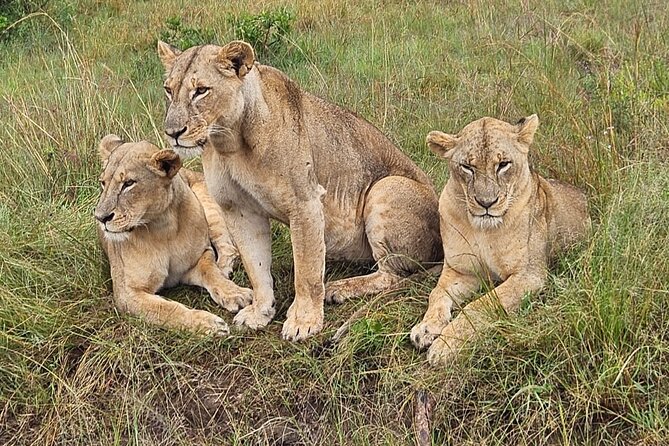 Nairobi National Park Game Drive With Free Pick Up Group Joining - Getting there at 5:30 am, pickup included, and what a small group changes