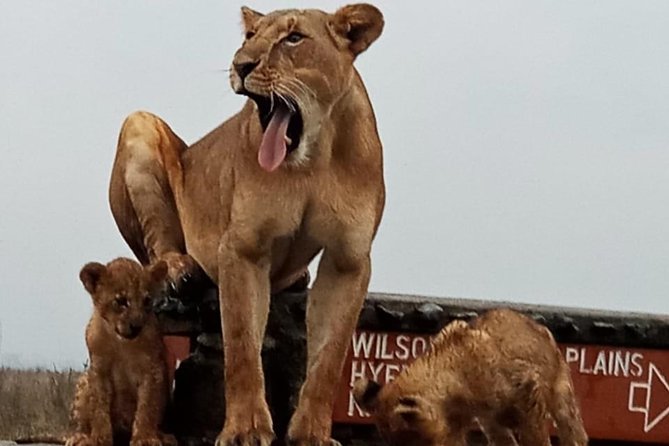 Nairobi National Park Game Drive With Free Pick Up Group Joining - Why the David Sheldrick Elephant Orphanage stop is worth your time