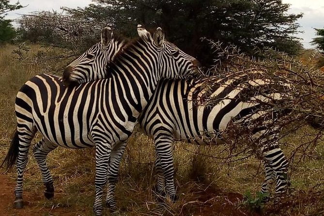 Nairobi National Park Game Drive With Free Pick Up Group Joining - Price and value: what $46 gets you, and what you should budget for