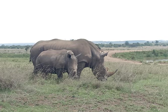 Nairobi National Park Game Drive With Free Pick Up Group Joining - Who this Nairobi wildlife and elephant visit fits best