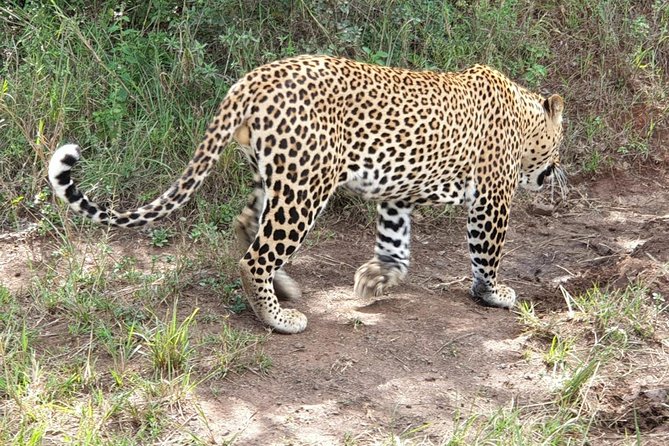 Nairobi National Park Game Drive With Free Pick Up Group Joining - Practical advice so your day runs smoothly