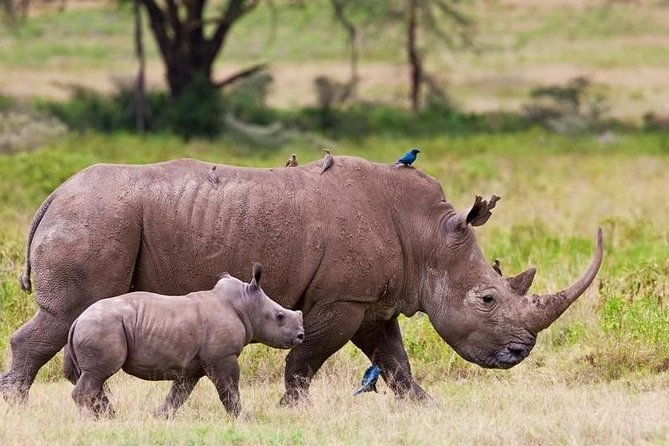 Nairobi National Park Game Drive With Free Pick Up Group Joining - Stop 1: Nairobi National Park game drive, what you’re likely to see