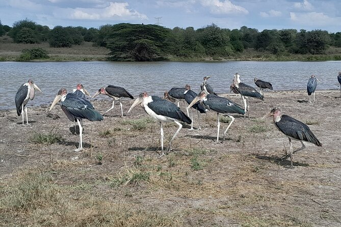 Nairobi National Park Giraffe Center Carnivore Lunch - Small Group Energy: How a Max of 14 Changes the Feel