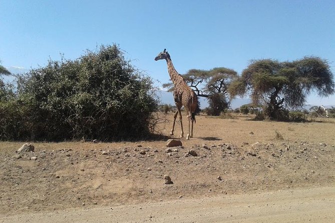 Nairobi National Park, Giraffe Center & Karen Blixen Museum - Timing, Pickup, and How the 6 Hours Usually Works