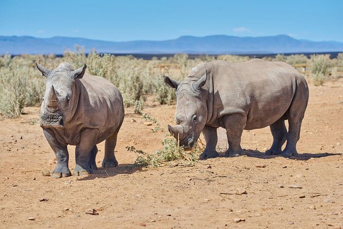 Nairobi National Park, Giraffe Center & Karen Blixen Museum - David Sheldrick and Elephant-Orphanage Timing