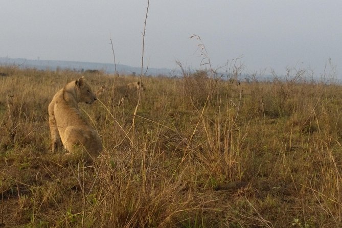 Nairobi National Park, Giraffe Center & Karen Blixen Museum - What You’ll Actually Carry Home From This Day