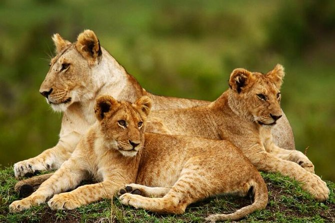 Nairobi National Park, Giraffe Center & Karen Blixen Museum - Giraffe Centre: Conservation You Can See in Action
