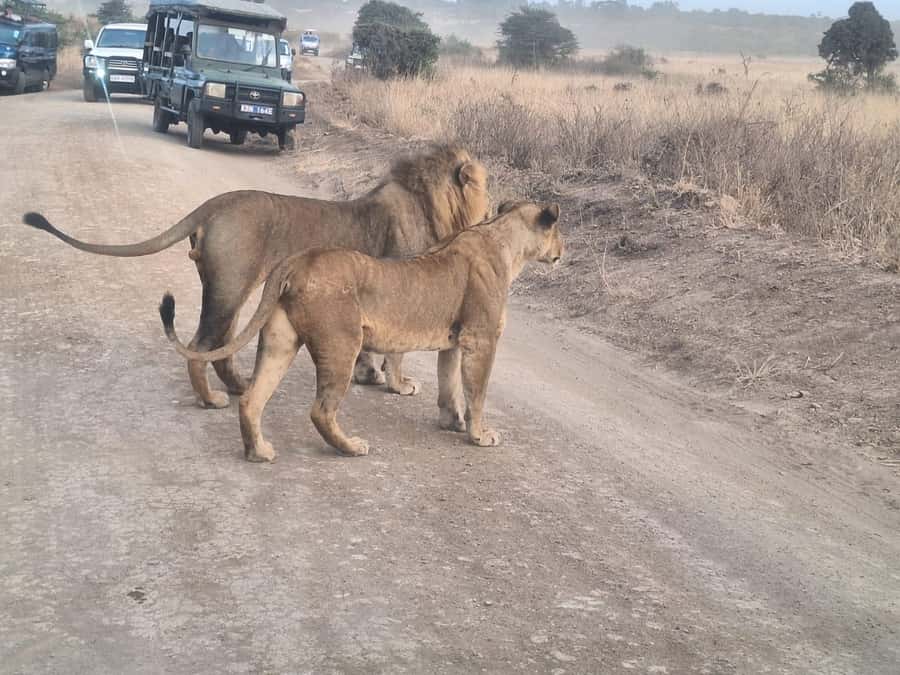 Nairobi National Park,Giraffe Center,Orpanage&Karen Blixxen - What you’re really buying: momentum, not luxury downtime
