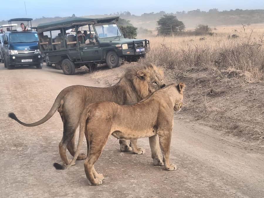 Nairobi National Park,Giraffe Center,Orpanage&Karen Blixxen - David Sheldrick Elephant Orphanage: why baby elephants matter for the long game
