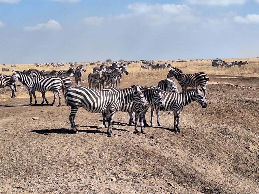 Nairobi National Park,Giraffe Center,Orpanage&Karen Blixxen - Bomas of Kenya: songs, dances, and learning about Kenya’s 42 ethnic groups