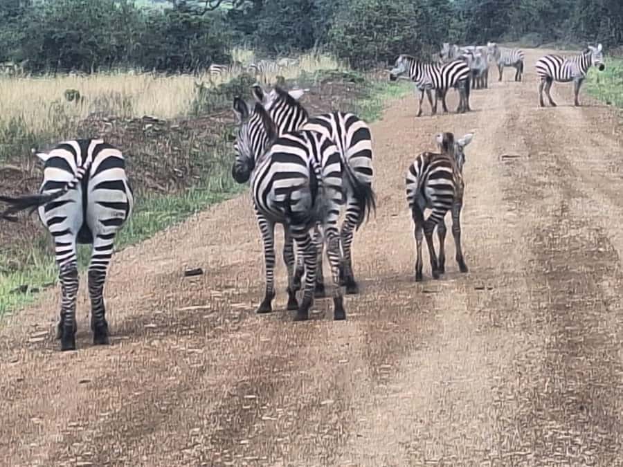 Nairobi National Park,Giraffe Center,Orpanage&Karen Blixxen - Price and value: $80 base plus four entry fees to budget for