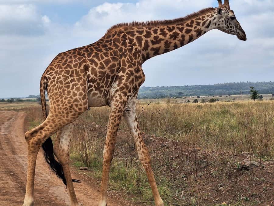 Nairobi National Park,Giraffe Center,Orpanage&Karen Blixxen - Guide style can make or break the day, especially for animal sightings