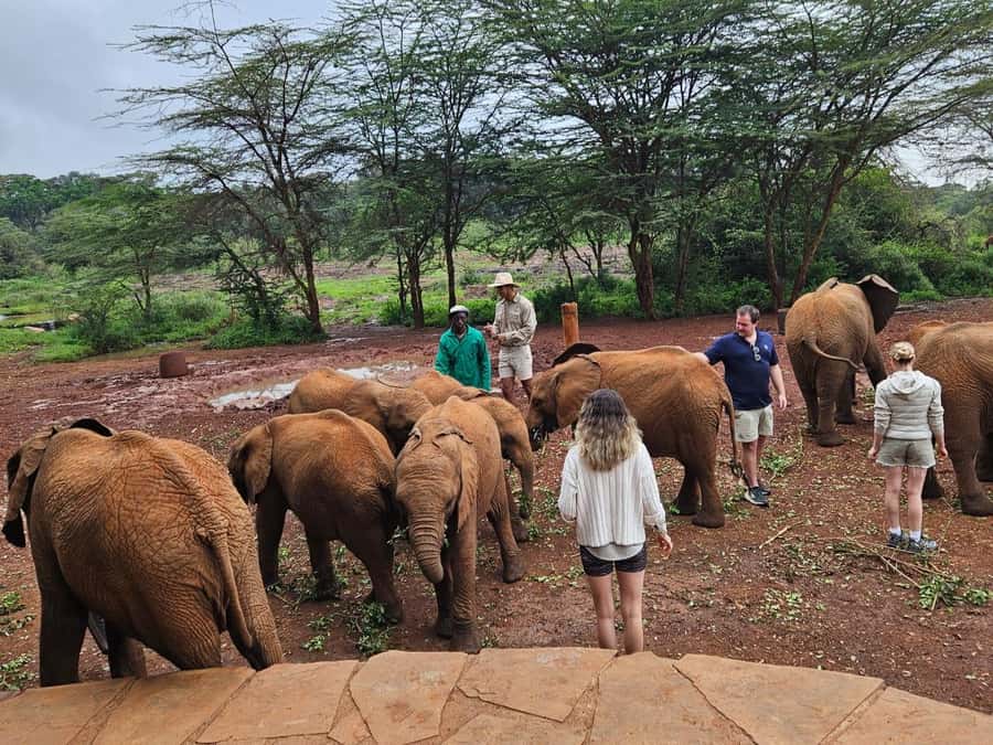 Nairobi National Park,Giraffe Center,Orpanage&Karen Blixxen - How the day works, Nairobi pickup to an open-roof safari drive