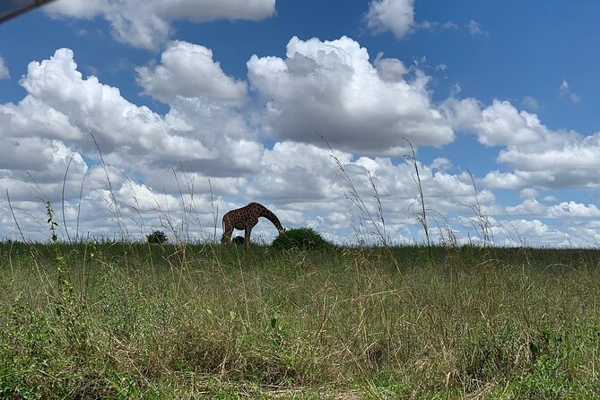 Nairobi National Park,Giraffe Centre, Karen Blixen Museum. - Giraffe Centre conservation stop and up-close interactions
