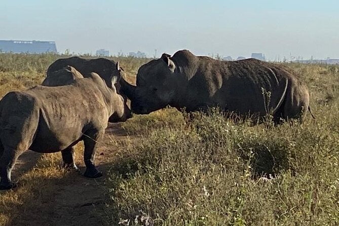Nairobi National Park,Giraffe Centre, Karen Blixen Museum. - Karen Blixen Museum for a culture break after the safari