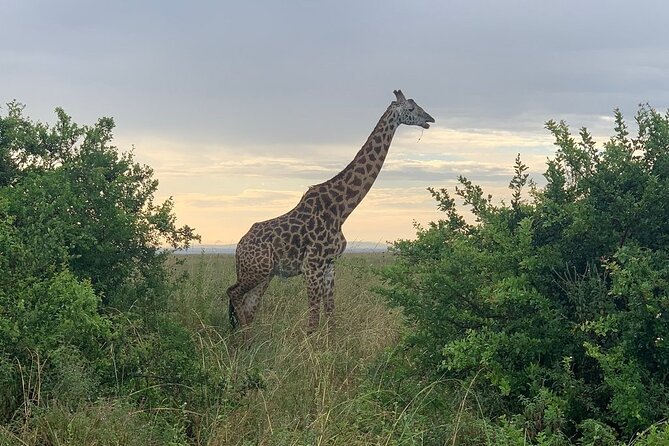 Nairobi National Park,Giraffe Centre, Karen Blixen Museum. - Price and what you pay extra: $160 per group plus entry fees