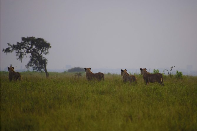 Nairobi National Park,Giraffe Centre, Karen Blixen Museum. - How long is enough time, and where the day can feel rushed