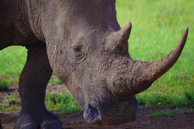 Nairobi National Park,Giraffe Centre, Karen Blixen Museum. - Getting there in comfort: air-conditioned safari van with a pop-up roof