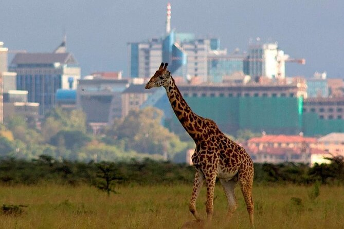 Nairobi National Park Group Shared Tour - Nairobi National Park: Big Five Chances and the River That Draws Wildlife