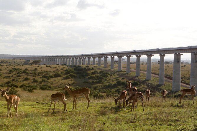 Nairobi National Park Group Shared Tour - Where You Meet at Nairobi Animal Orphanage and How Pickup Runs