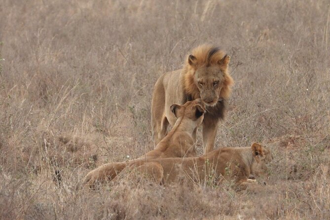 Nairobi National Park Group Shared Tour - Smart Packing and Photo Tips for This City-Edge Park