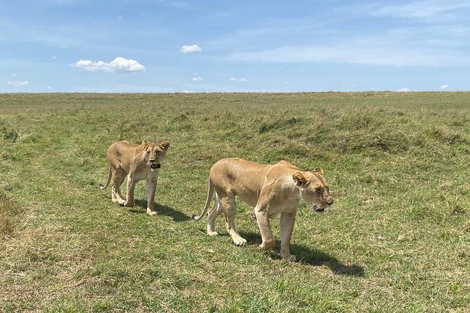 Nairobi National Park Group Shared Tour - Should You Book This Nairobi National Park Shared Tour?