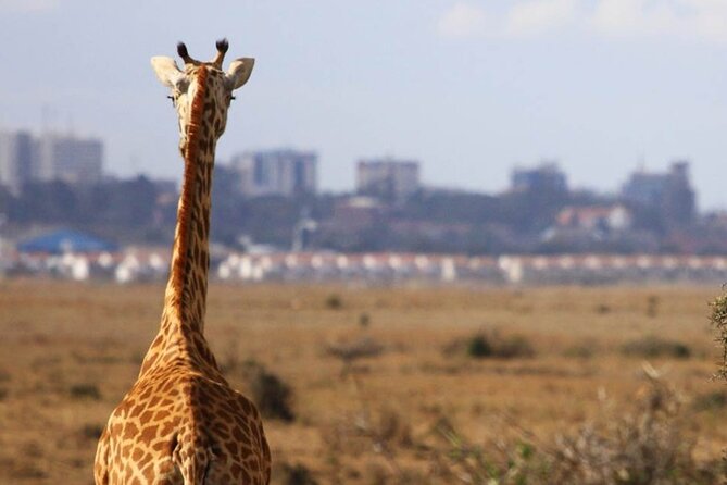 Nairobi National Park Group Shared Tour - How the 4-Hour Game Drive Usually Feels in a Small Shared Group