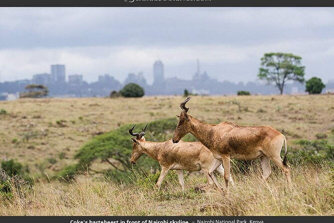 Nairobi National Park Group Tour. - Wildlife Spotting Priorities, Rhinos Up Close and Other Stars