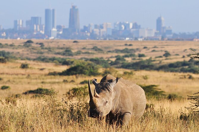 Nairobi National Park Group Tour. - Bird Lovers Get a Bonus, 200+ Species in a City Park