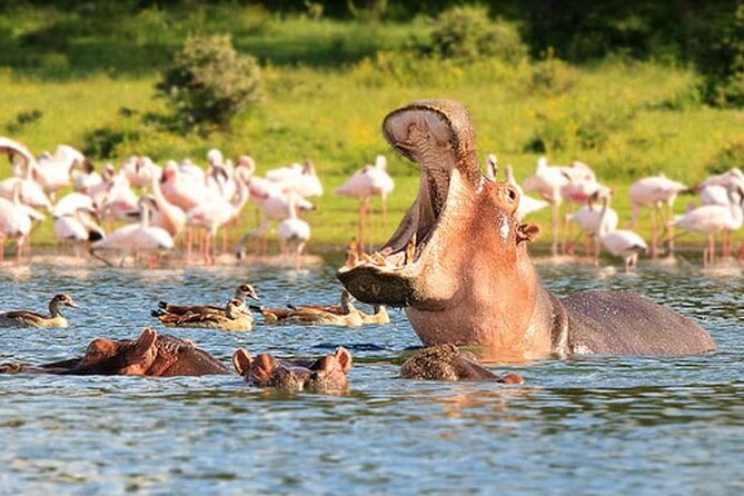 Nairobi National Park Group Tour. - Who Should Book This Nairobi National Park Tour