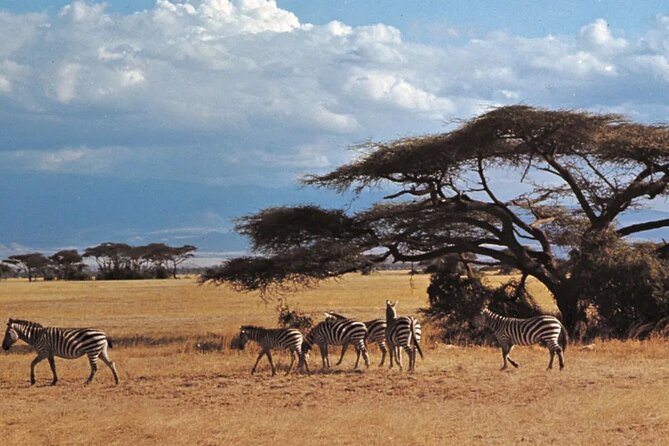 Nairobi National Park Group Tour. - Should You Book It, A Practical Decision Guide