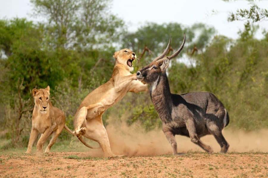 Nairobi National Park Group Tour. - FAQ