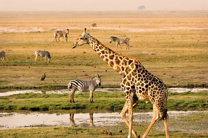 Nairobi National Park Group Tour. - The 4-5 Hour Game Drive, How the Safari Portion Works