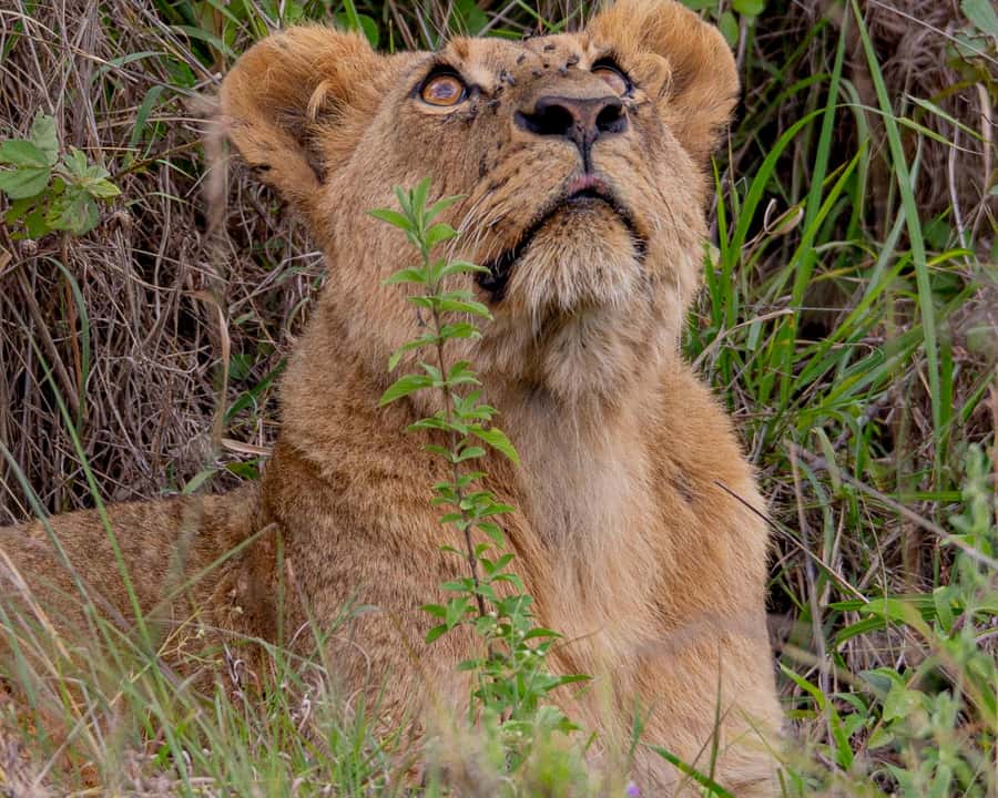Nairobi: National Park Guided Game Drive - Key highlights you’ll actually feel during the drive