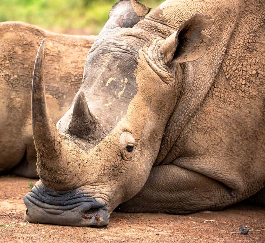 Nairobi: National Park Guided Game Drive - City-edge safari: what Nairobi National Park does differently