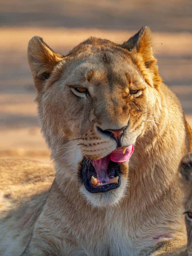 Nairobi: National Park Guided Game Drive - Savanna grasslands, acacia trees, and why “slow and careful” matters