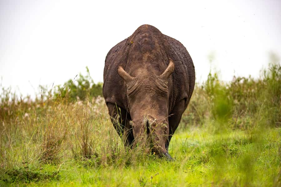 Nairobi: National Park Guided Game Drive - Big mammals you can hope to see, and how the park layout helps