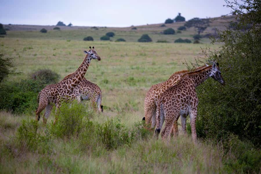 Nairobi: National Park Guided Game Drive - Birding payoff: 400-plus species and the birds you might recognize