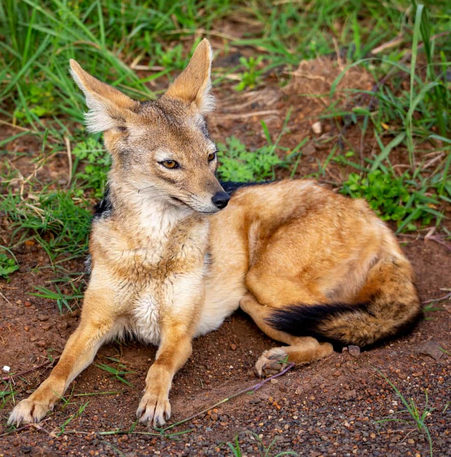 Nairobi: National Park Guided Game Drive - Photography setup: open-roof views and free pro photos